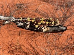 Thorny Devil
